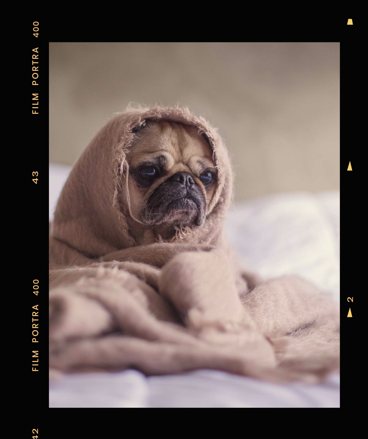 Pet portrait in a 35mm Kodak Portra 400 film border